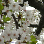 30cherry_blossoms