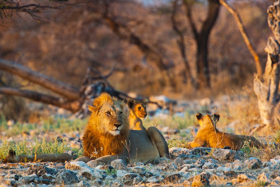 Большое сафари в Намибию – все самое интересное