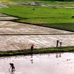 21laketoba_fields