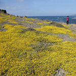 Corsica