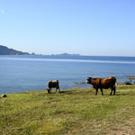 Corsica