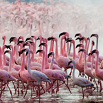 Kenya_01