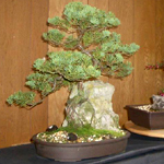 Tokio_5