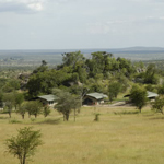 Mbuzi Mawe Serena