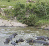 Serengeti