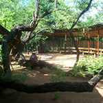 Pafuri Camp
