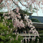Japan_8