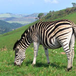 15-Drakensberg
