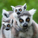 Madagascar