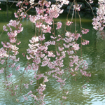 Mitsui Garden_4