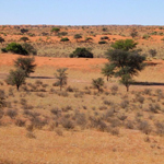 Kalahari