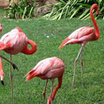 Honolulu Zoo