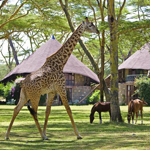 Naivasha