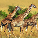 Kenya