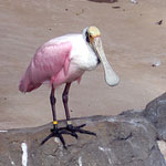 Honolulu Zoo