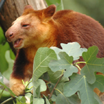 17 Tree-Kangaroo