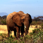 Samburu