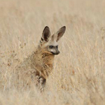 Kalahari