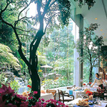 Banyan Tree