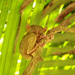 Madagascar