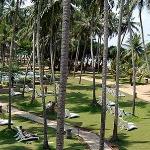 Royal Palm