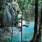 Amanwana