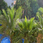 Palas Pineda
