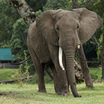 Little Governors Camp