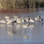 51Sandhill-Cranes
