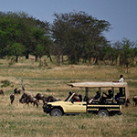 Serengeti Bushtops