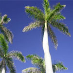 Boca Raton