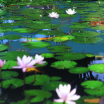The Oberoi