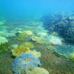 Antilles Islands_08