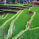 3bali_fields