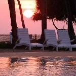 Royal Palm
