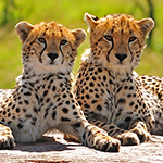 Sky Safary Kenya