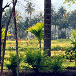 12maninjau_fields