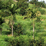 23tropical_garden