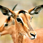 8-gazelle