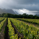 Lanzerac Manor and Winery