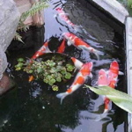 Tokio_2