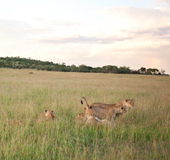 Singita Explore