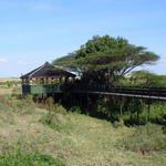 Keekorok