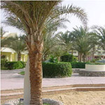Palm Beach Eurotel 3