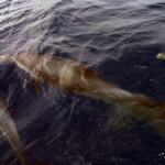 Antilles Islands_04
