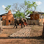 Amara Selous