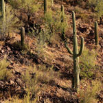 Tucson, AZ