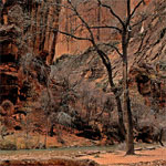36zion-national-park