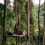18bukitlawang_orangutan