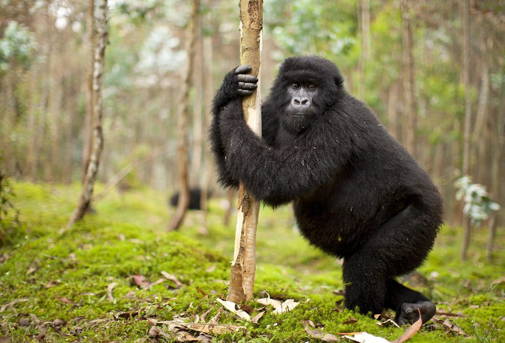 Треккинг в Руанде: горные гориллы и вулканы
